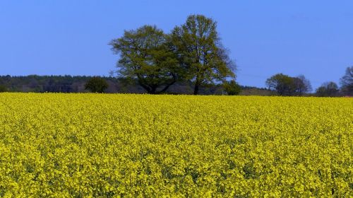 oilseed rape bloom field of rapeseeds