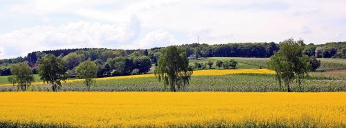 oilseed rape rapeseed fields orchard