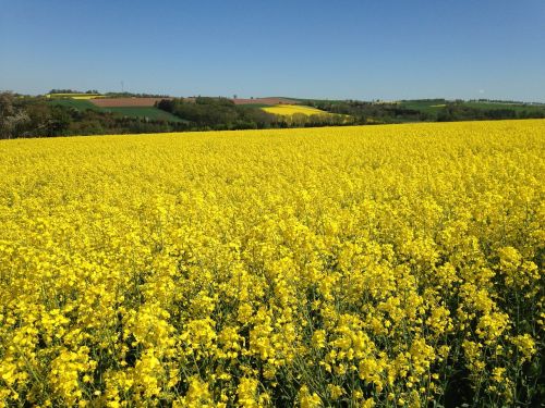 oilseed rape field of rapeseeds landscape