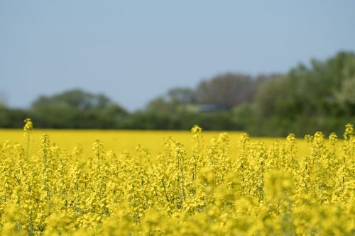 oilseed rape field yellow