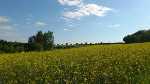 oilseed rape yellow plant