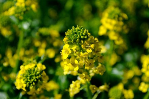 oilseed rape blossom bloom