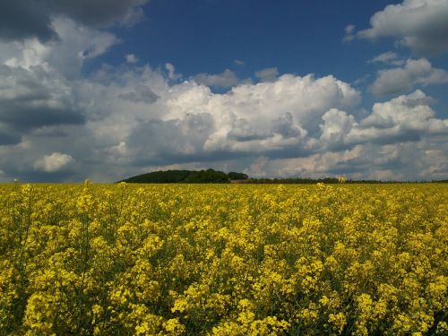 oilseed rape field yellow