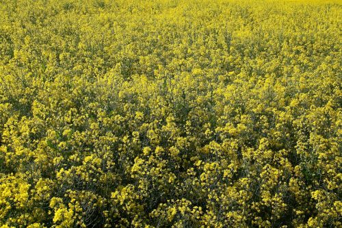 oilseed rape field field of rapeseeds