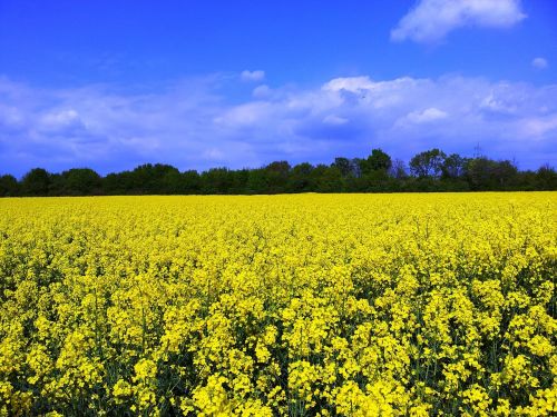 oilseed rape field of rapeseeds sky