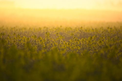 oilseed rape field yellow