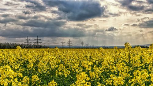 oilseed rape yellow blossom