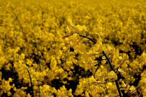 oilseed rape rare plant field of rapeseeds