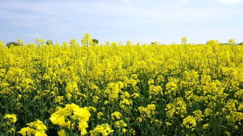 oilseed rape yellow sky