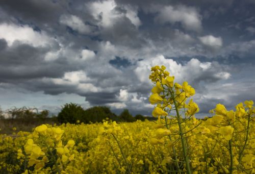oilseed rape field dramatic clouds