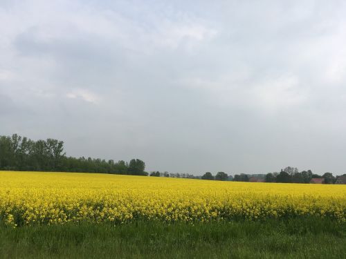 oilseed rape field landscape