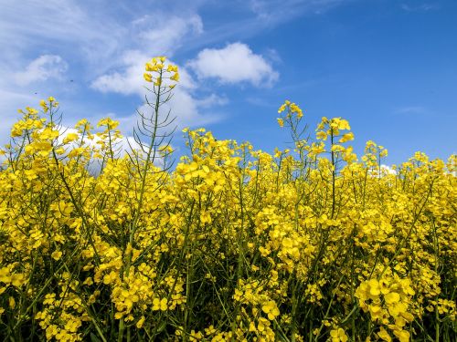 oilseed rape plant blossom