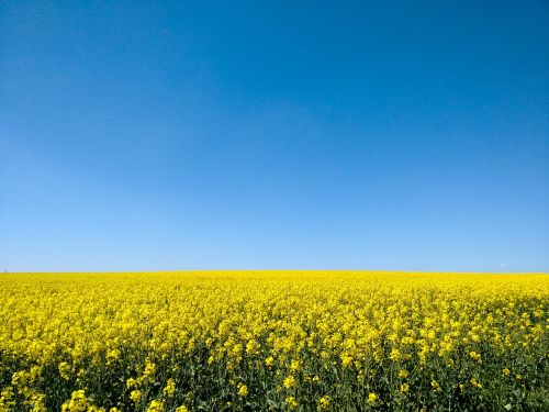 oilseed rape field sky