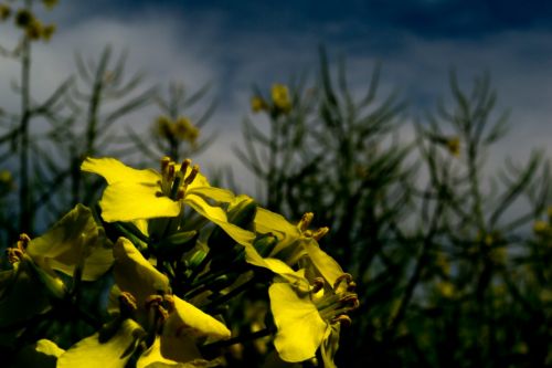 oilseed rape blossom bloom