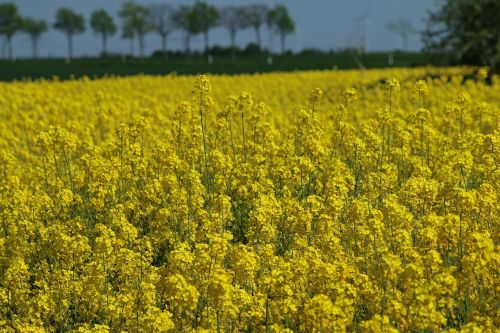 oilseed rape field landscape