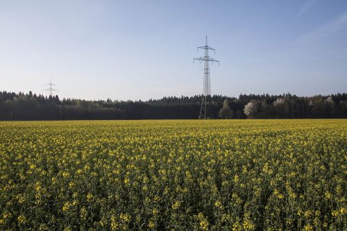 oilseed rape agricultural operation yellow