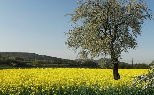 oilseed rape  fruit tree  blossom