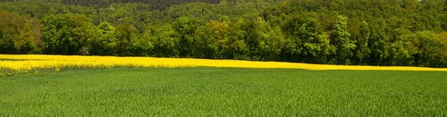 oilseed rape  field  yellow