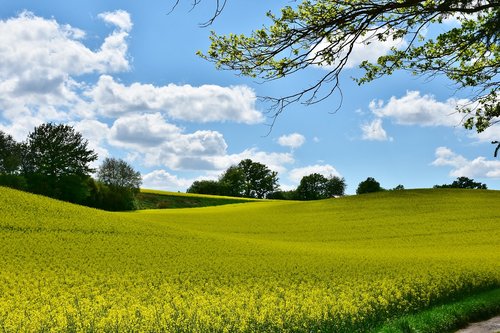 oilseed rape  landscape  field