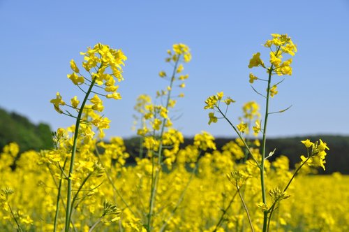 oilseed rape  yellow  field