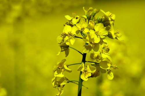 oilseed rape  rape blossom  yellow