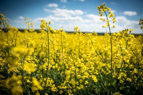 oilseed rape  rape blossom  yellow