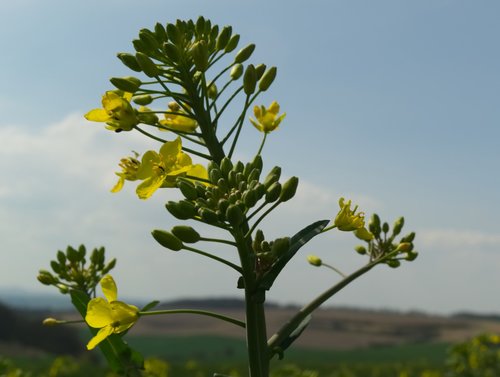 oilseed rape  rare plant  yellow