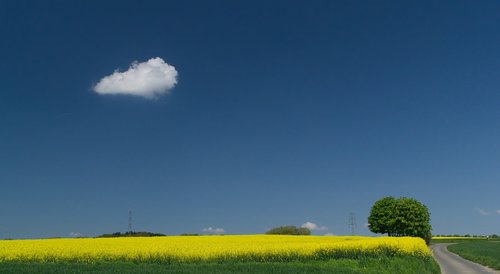 oilseed rape  field  sky