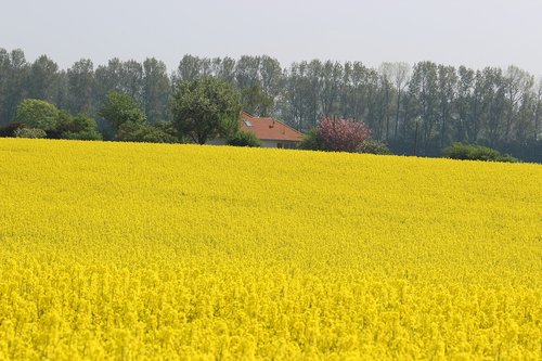 oilseed rape  field  landscape