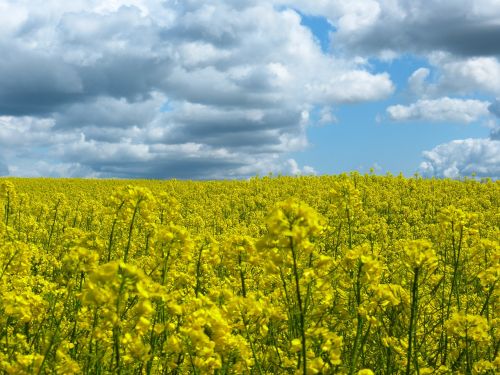 oilseed rape field sky