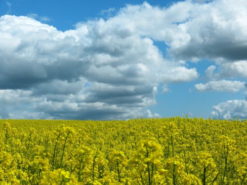 oilseed rape field sky