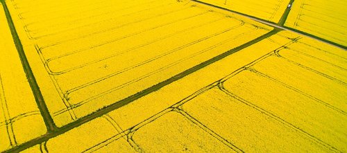 oilseed rape  aerial view  agriculture