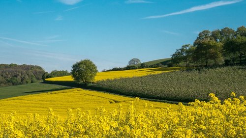 oilseed rape  field  landscape