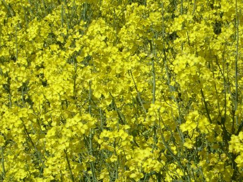 oilseed rape field of rapeseeds blossom