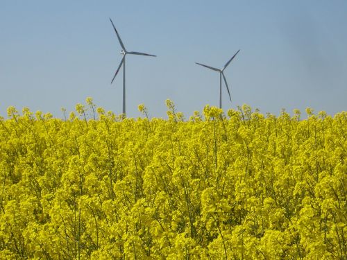 oilseed rape field of rapeseeds blossom