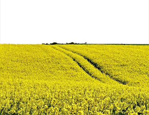 oilseed rape  field of rapeseeds  rape blossom