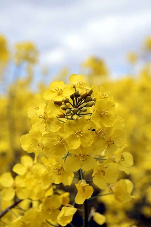 oilseed rape  field  yellow