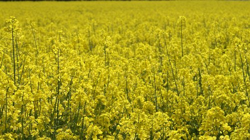 oilseed rape  landscape  yellow