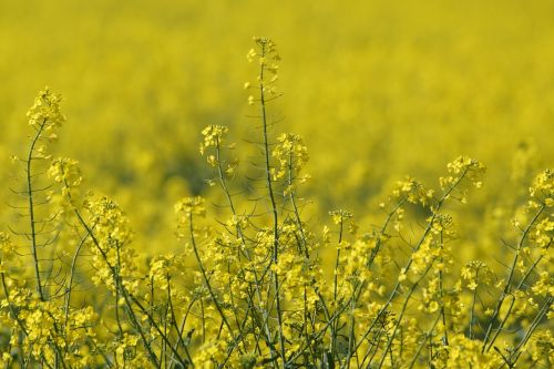 oilseed rape field yellow