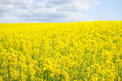 oilseed rape field of rapeseeds blütenmeer