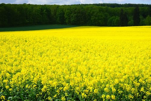 oilseed rape field of rapeseeds blütenmeer