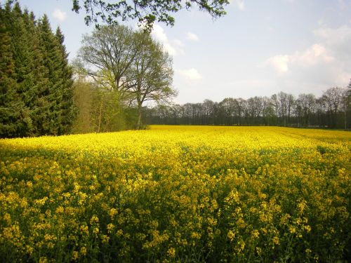 oilseed rape yellow field