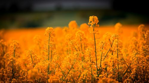 oilseed rape blossom bloom