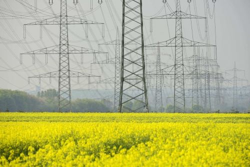 oilseed rape field yellow