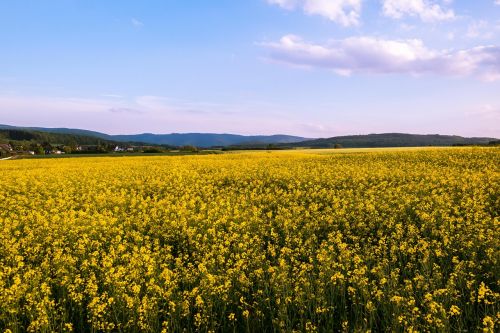 oilseed rape field of rapeseeds yellow