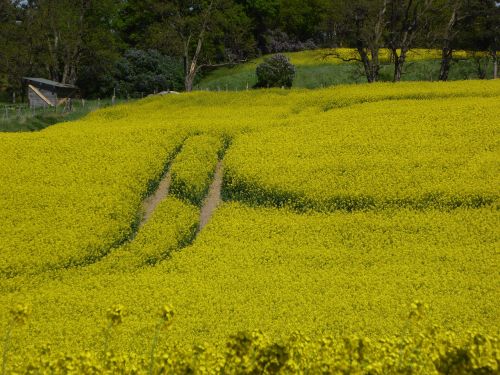 oilseed rape yellow field of rapeseeds