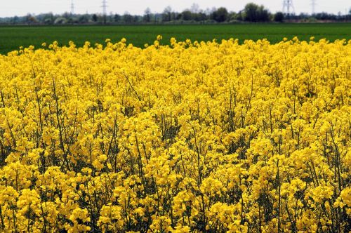 oilseed rape field of rapeseeds yellow