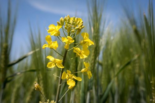 oilseed rape rape blossom barley