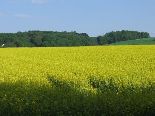 oilseed rape field nature