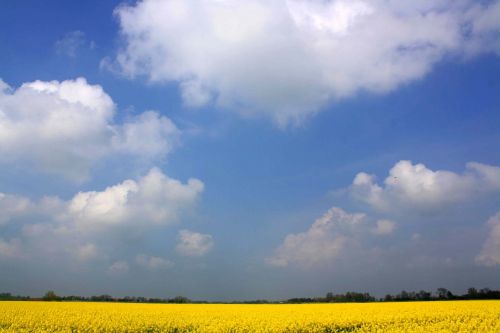 oilseed rape rape blossom field